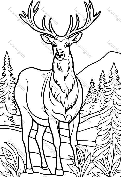 Elk