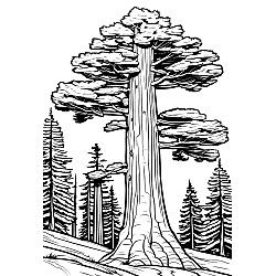 Sequoia Tree