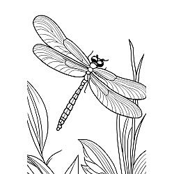 Dragonfly