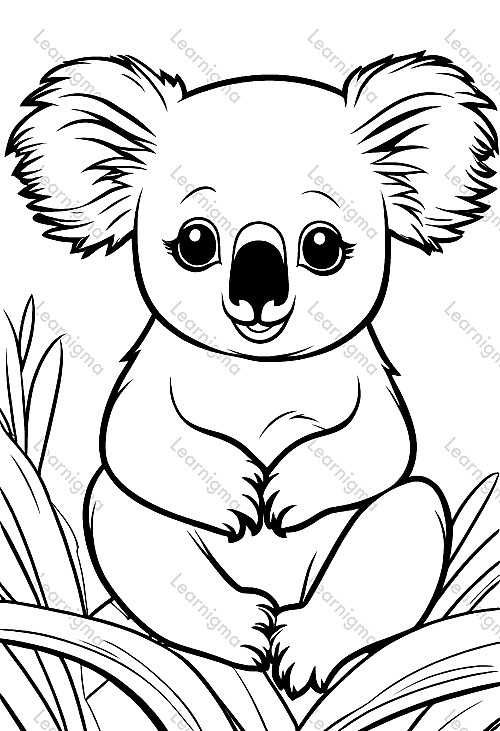 Koala