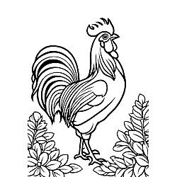 Rooster