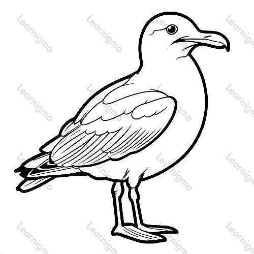 Seagull