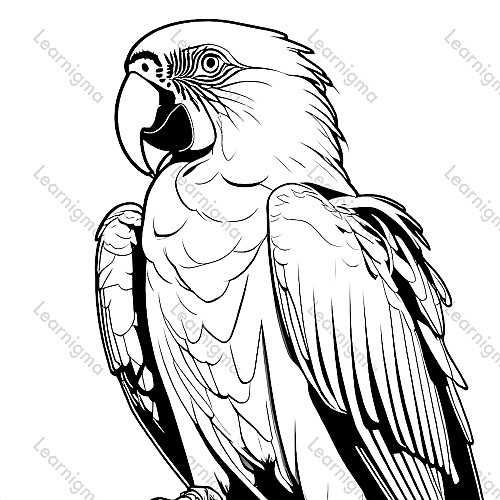 Macaw Parrot Portrait