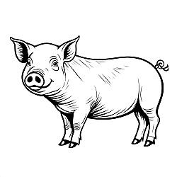 Pig