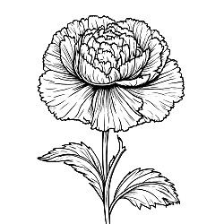 Carnation Flower