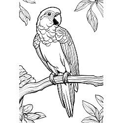 Parrot On A Branch