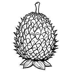 Durian Fruit