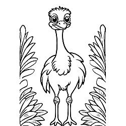 Ostrich