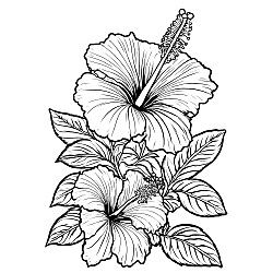 Hibiscus Flower