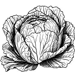 Cabbage