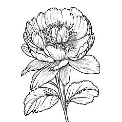 Peony Flower