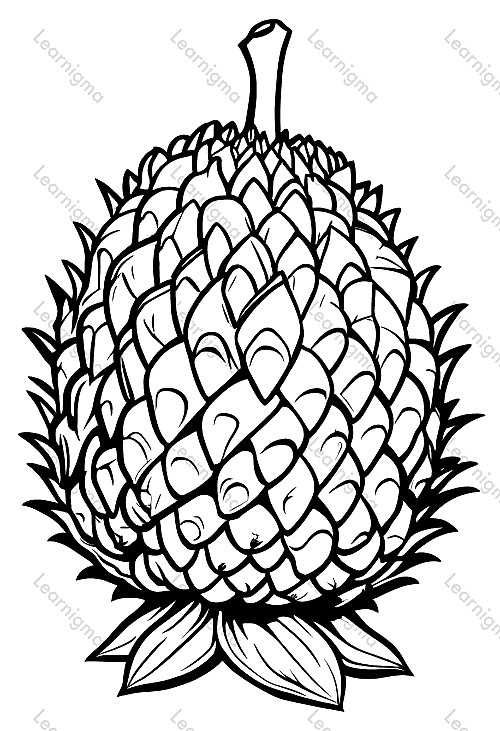 Durian Fruit