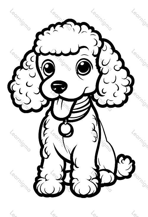 Poodle