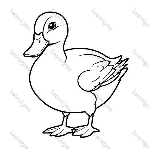 Duck