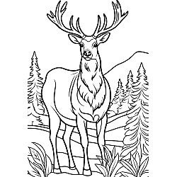 Elk