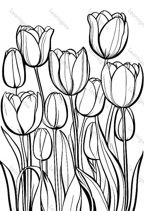 Tulips