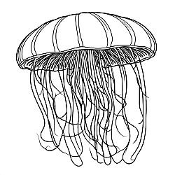 Jellyfish