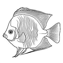 Angelfish