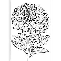 Dahlia Flower