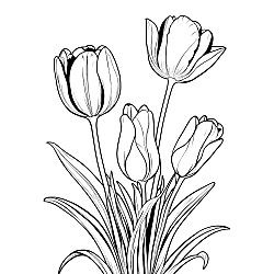 Tulips