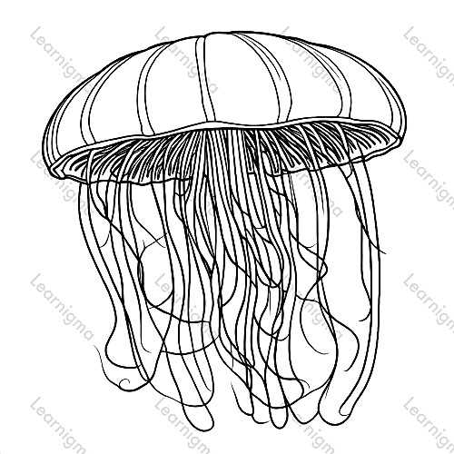 Jellyfish