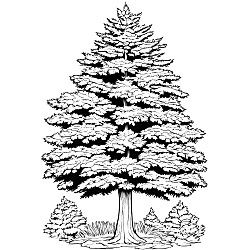 Hemlock Tree