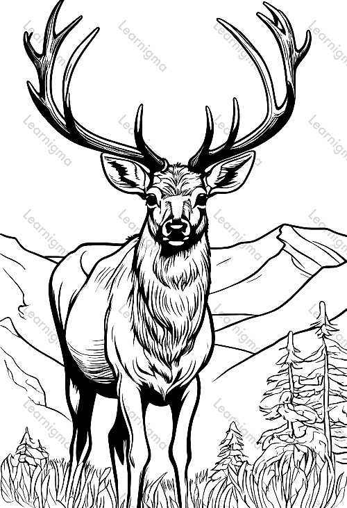 Elk