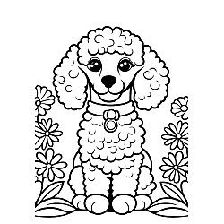 Poodle