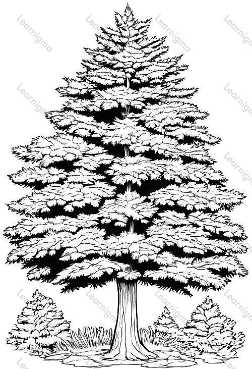 Hemlock Tree