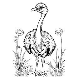 Ostrich