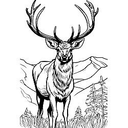 Elk