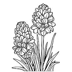 Hyacinthus Flower