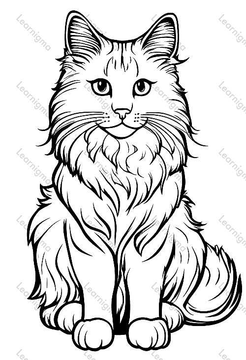 Norwegian Forest Cat Portrait