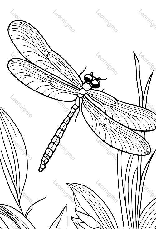 Dragonfly