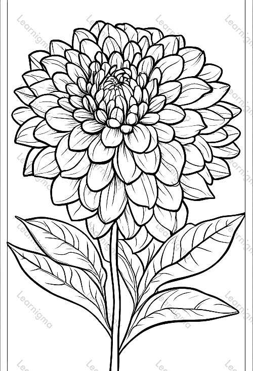 Dahlia Flower