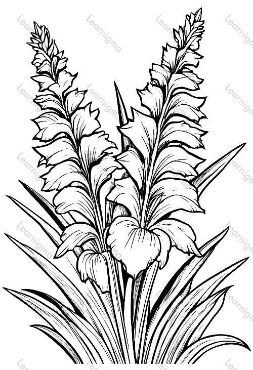 Gladiolus Flower